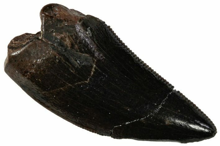 Serrated, Fossil Tyrannosaur (Nanotyrannus?) Tooth - Montana #306573